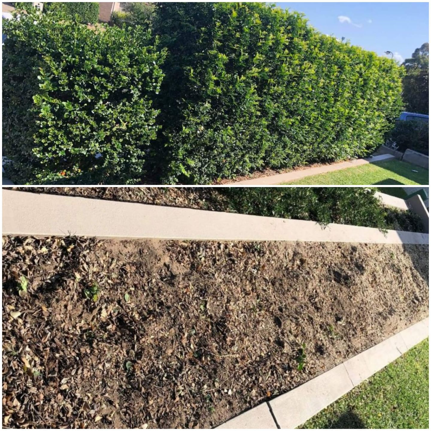 Stump grinding example 2